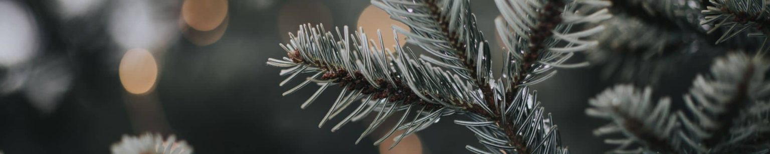Kerst bij vakantiepark Molenwaard