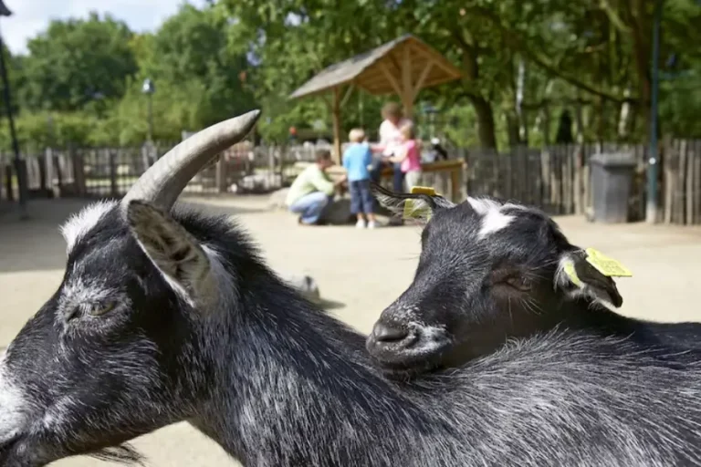 met-kinderen-naar-centerparcs-de-eemhof