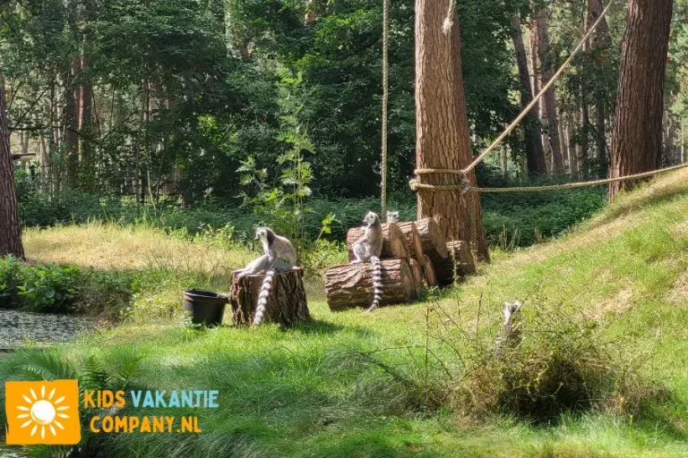 slapen-bij-beekse-bergen-vakantiepark