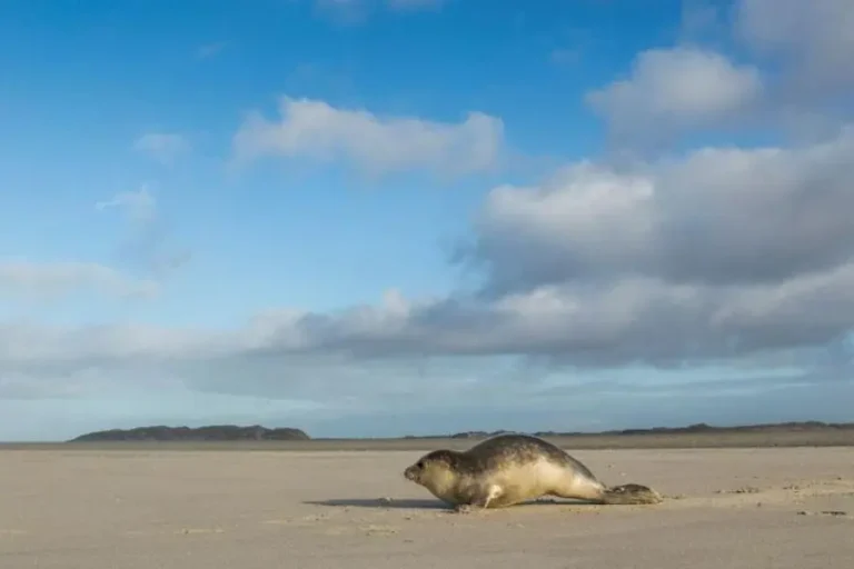 texel-met-kinderen-landal-sluftervallei