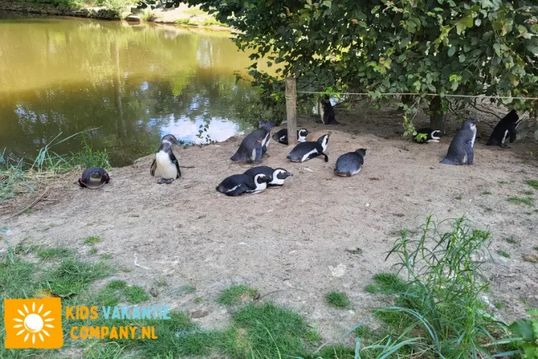 vakantiepark-beekse-bergen